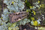 Setaceous Hebrew Character (Xestia c-nigrum)