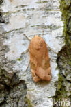 Broad-bordered Yellow Underwing (Noctua fimbriata)