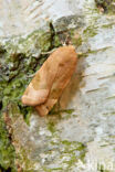 Broad-bordered Yellow Underwing (Noctua fimbriata)