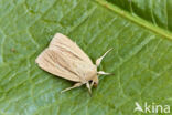 Smoky Wainscot (Mythimna impura)