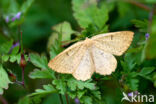 Orange Moth (Angerona prunaria)