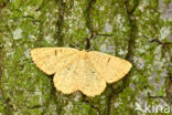 Orange Moth (Angerona prunaria)