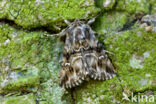 Toadflax Brocade (Calophasia lunula)