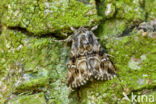 Toadflax Brocade (Calophasia lunula)