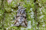 Toadflax Brocade (Calophasia lunula)