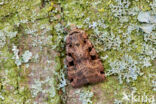 Double-Square-spot (Xestia triangulum)