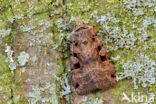 Double-Square-spot (Xestia triangulum)