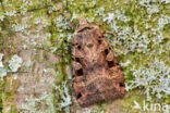 Double-Square-spot (Xestia triangulum)