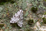 Black Arches (Lymantria monacha)