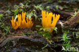 Yellow turning fork (Calocera viscosa)