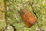 Noctua interjecta