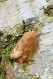 Broad-bordered Yellow Underwing (Noctua fimbriata)