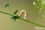 Kalkbandspanner (Cataclysme riguata)