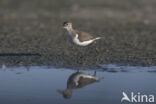 Common Sandpiper (Actitis hypoleucos)