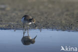 Common Sandpiper (Actitis hypoleucos)