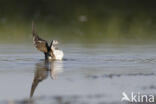 Common Sandpiper (Actitis hypoleucos)