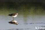 Common Sandpiper (Actitis hypoleucos)