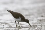 Common Sandpiper (Actitis hypoleucos)