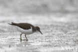 Common Sandpiper (Actitis hypoleucos)