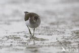 Common Sandpiper (Actitis hypoleucos)