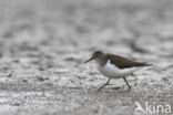 Common Sandpiper (Actitis hypoleucos)