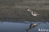 Common Sandpiper (Actitis hypoleucos)