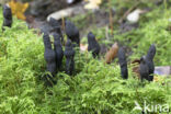 Xylaria longipes