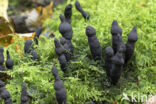 Xylaria longipes