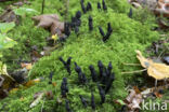 Esdoornhoutknotszwam (Xylaria longipes)