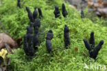 Esdoornhoutknotszwam (Xylaria longipes)