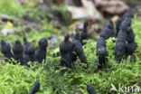 Xylaria longipes