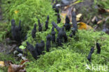 Esdoornhoutknotszwam (Xylaria longipes)