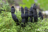 Xylaria longipes