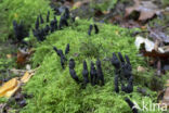 Esdoornhoutknotszwam (Xylaria longipes)