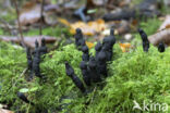 Esdoornhoutknotszwam (Xylaria longipes)