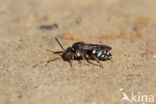 Heideviltbij (Epeolus cruciger)