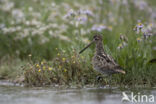 Common Snipe (Gallinago gallinago)