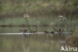 Common Snipe (Gallinago gallinago)