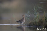 Watersnip (Gallinago gallinago)