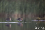 Watersnip (Gallinago gallinago)