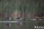 Common Snipe (Gallinago gallinago)