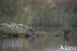 Common Snipe (Gallinago gallinago)