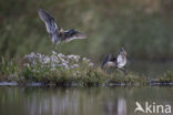 Common Snipe (Gallinago gallinago)