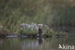 Watersnip (Gallinago gallinago)