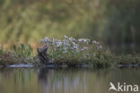 Common Snipe (Gallinago gallinago)