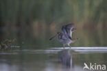 Watersnip (Gallinago gallinago)