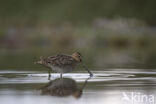 Common Snipe (Gallinago gallinago)