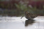 Watersnip (Gallinago gallinago)