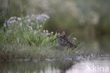 Watersnip (Gallinago gallinago)