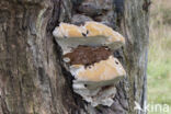 Southern Bracket (Ganoderma australe)